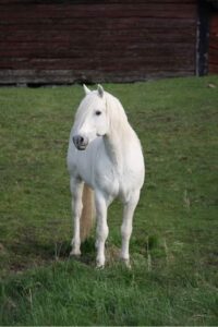 Finn som 21