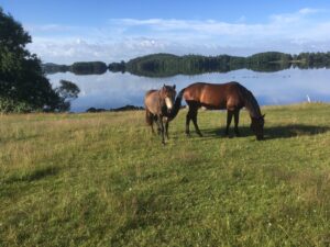 Sommarbete 2021