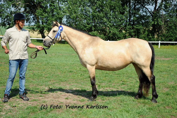 Glenayre Mystique