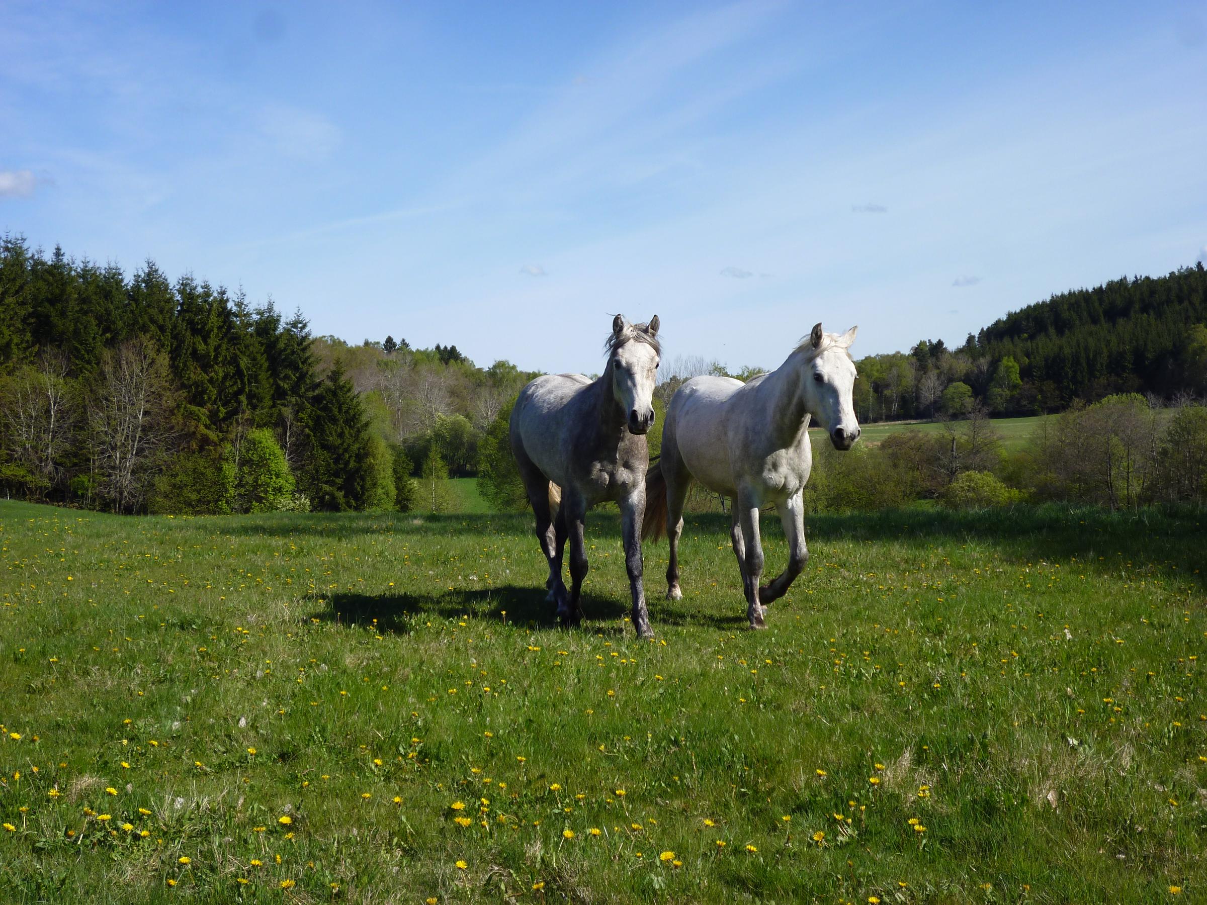 Cloonacool har flyttat till Gotland Lofty Connemara