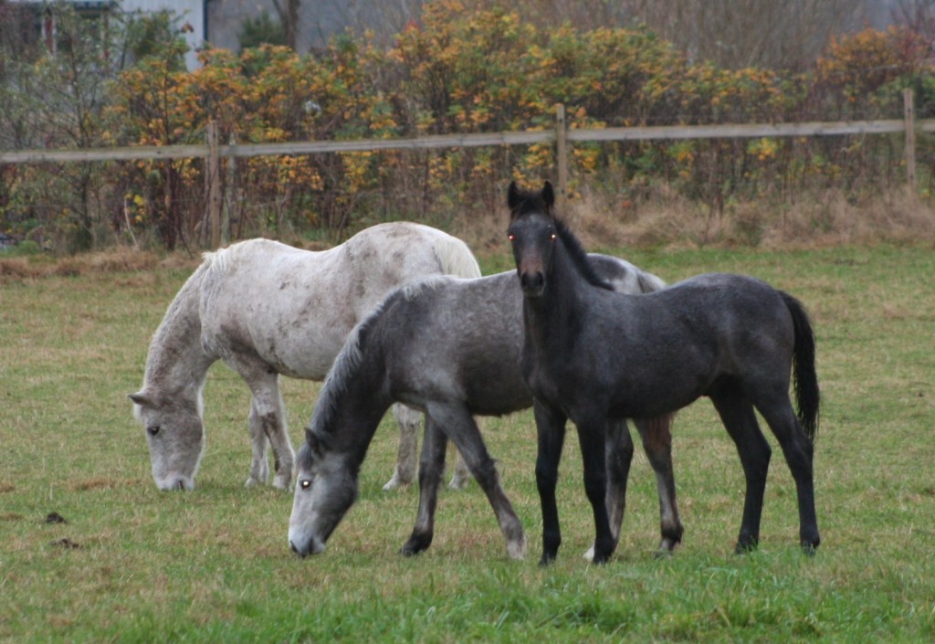 Rolo, Rohannah och Moss