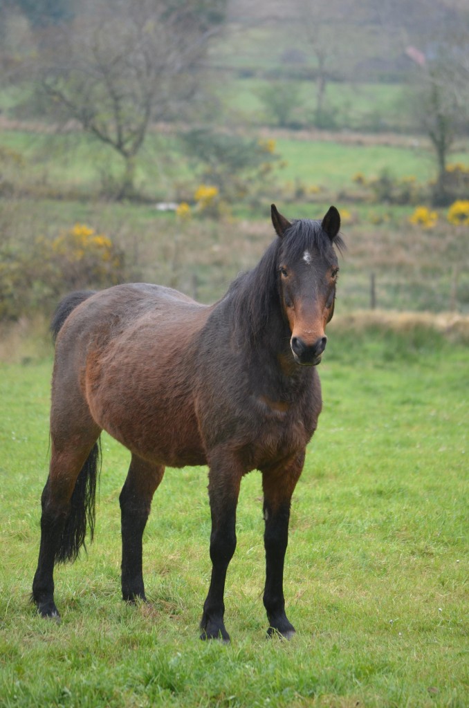 iris fiobia 2015 SHQ