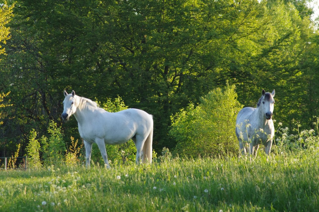 Bounty och Ash juni-15