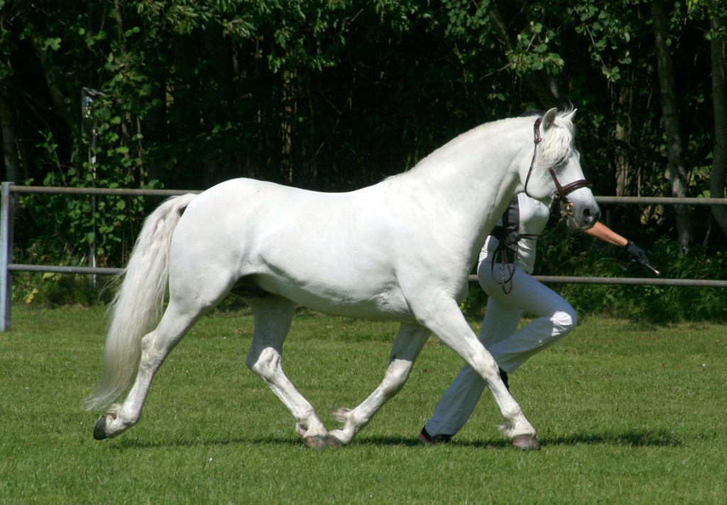 Finn Gunnar H