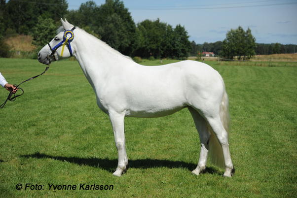 Lofty Deirdre RC 1449