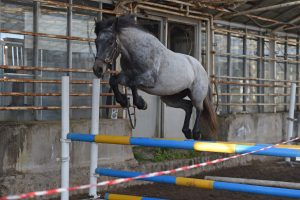 Lofty Most Wanted 33-14-7144 Sprottorp, Slöinge 2017-04-18 (c) Foto: Yvonne Karlsson (Fotografens namn ska anges vid publicering)