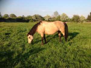 Romilly