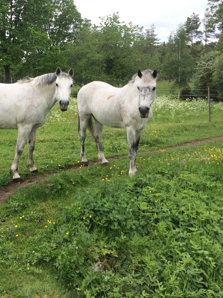 roderic m vän centrerat